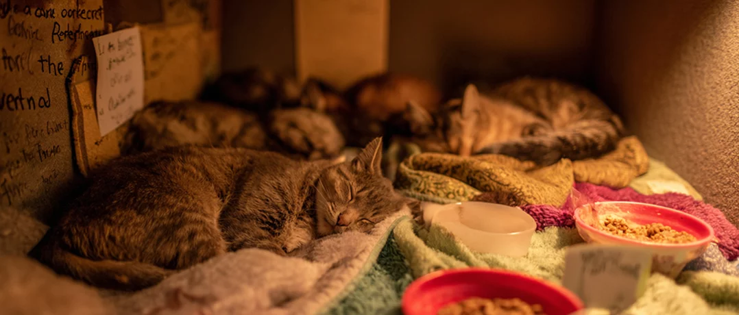 Inside Diana’s sanctuary of paws, greens and resilience