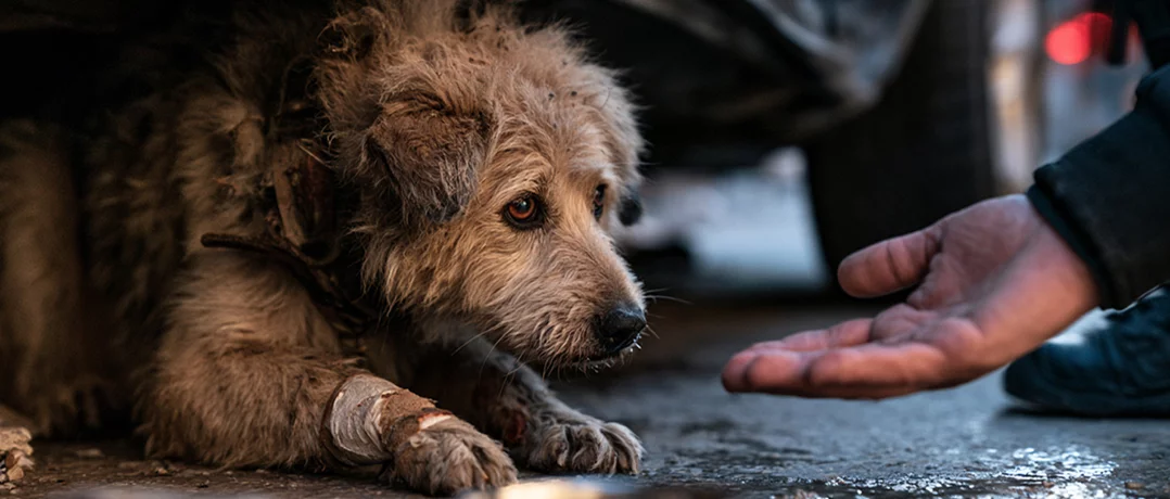 Inside the fight to save Lebanon’s abused animals