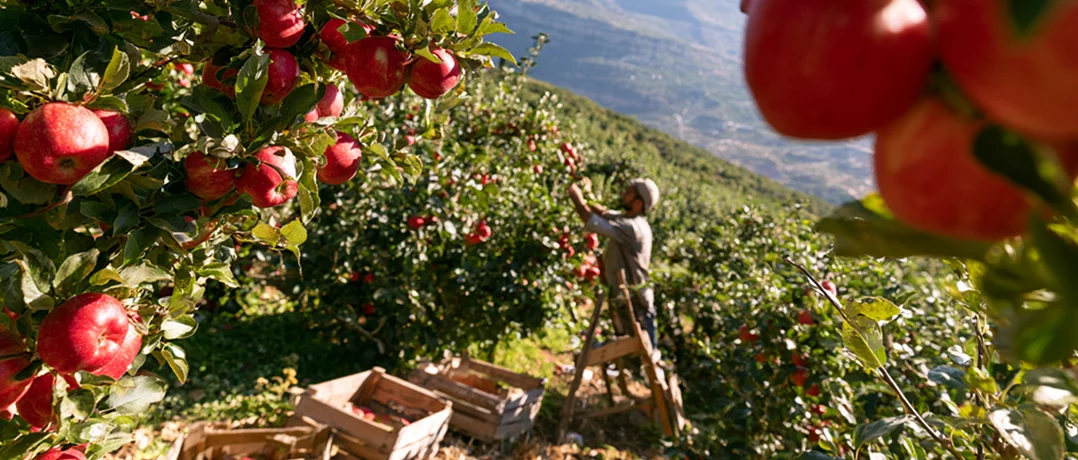 Lebanon’s apple harvest faces a season of uncertainty