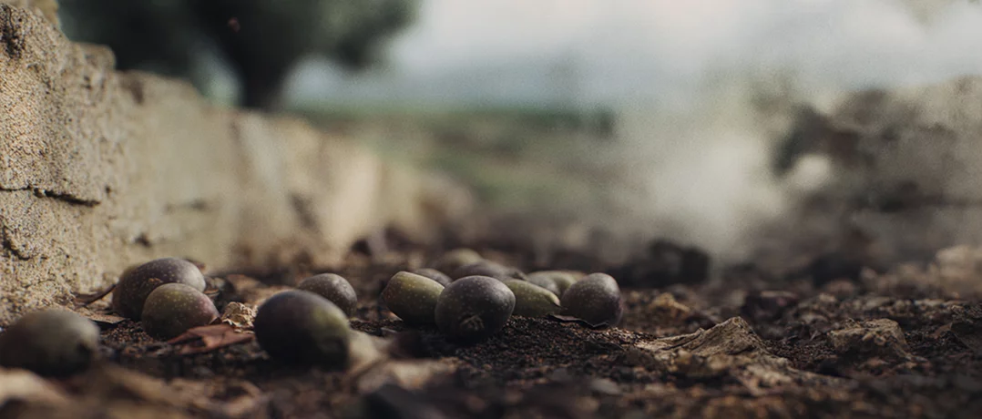 Lebanon’s olive oil sector pays the price of war
