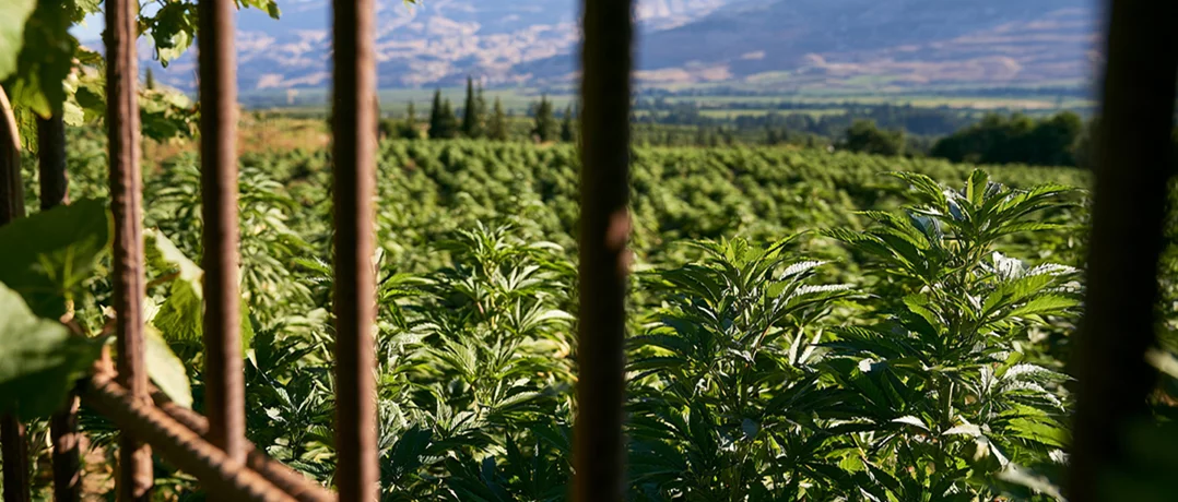The crop Lebanon legalized but never built