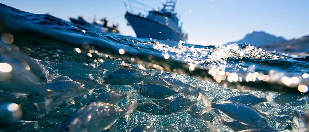 Inside Lebanon’s fight against dynamite fishing