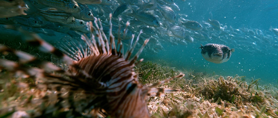 A silent invasion: The marine species reshaping Lebanon's coast