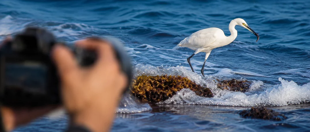 Lebanon's wildlife through Sami Lakis' lens