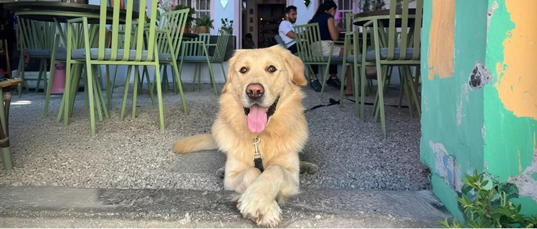Lebanon makes room for pets