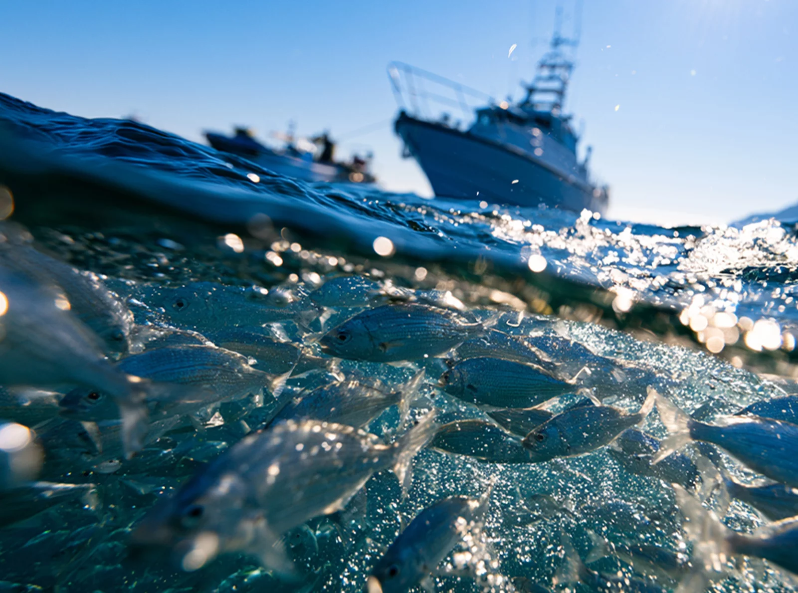 inside-lebanon’s-fight-against-dynamite-fishing