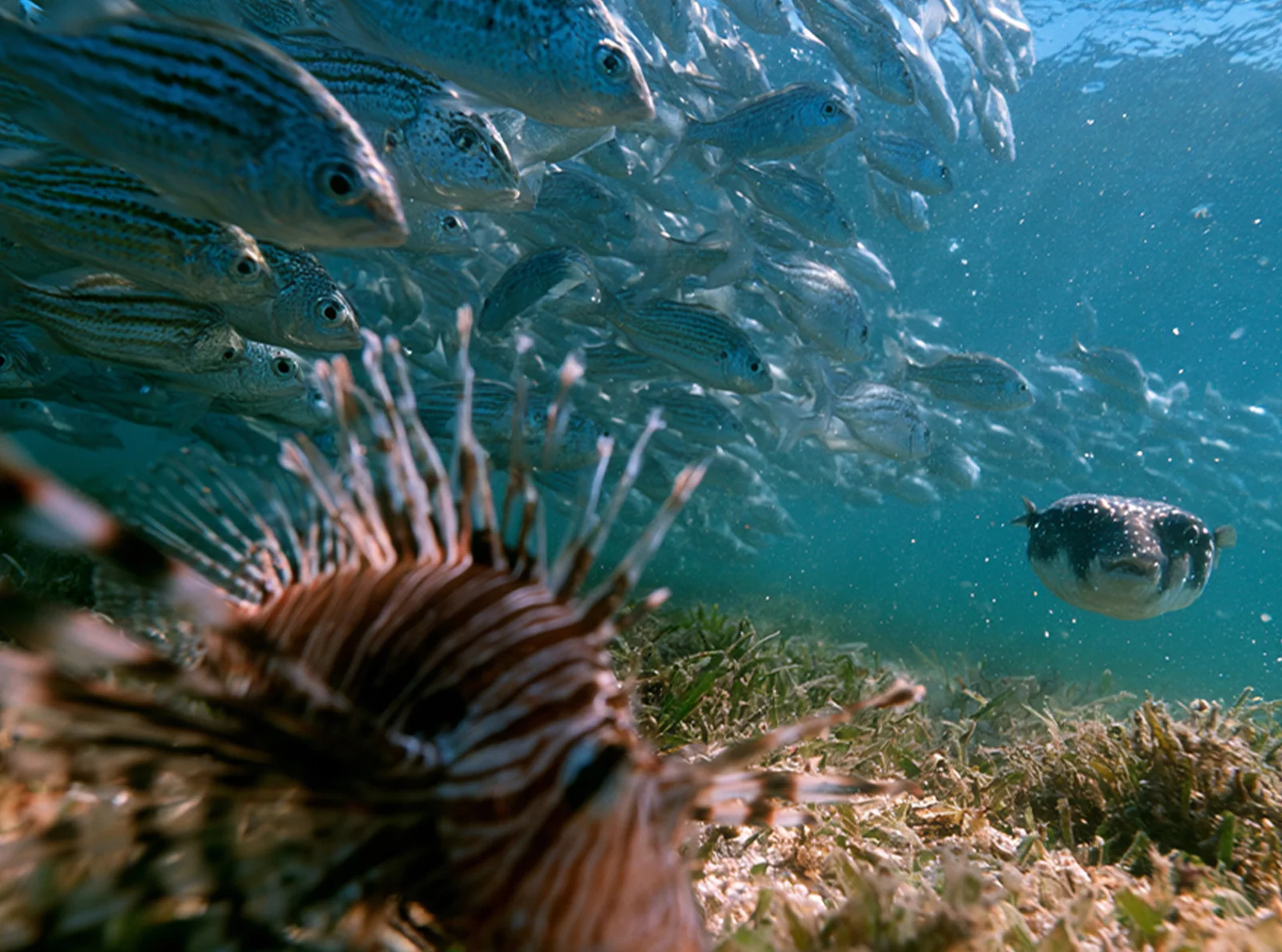 a-silent-invasion-the-marine-species-reshaping-lebanons-coast
