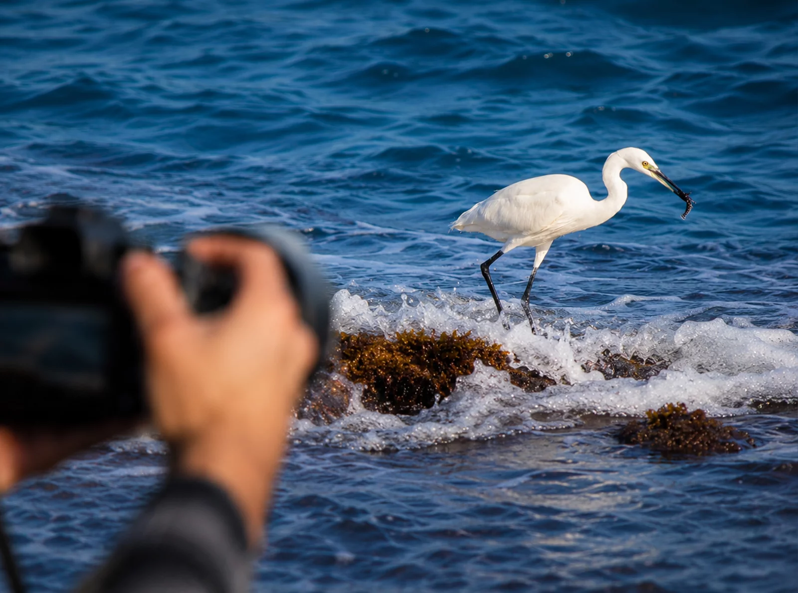 lebanons-wildlife-through-sami-lakis-lens