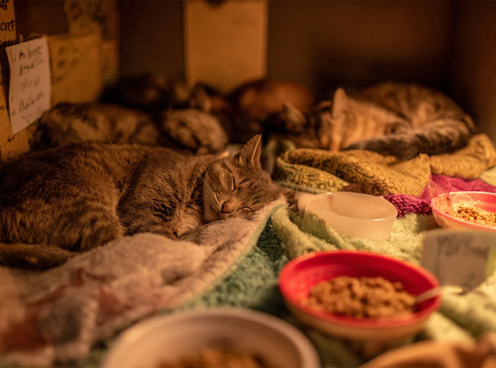 inside-diana’s-sanctuary-of-paws-greens-and-resilience