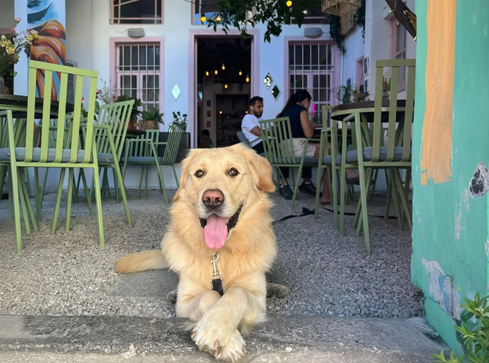 lebanon-makes-room-for-pets