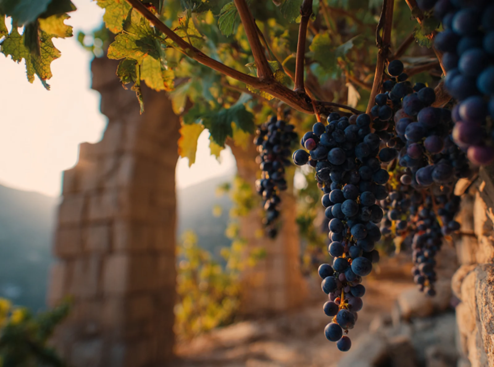 the-lebanese-gave-wine-to-the-world