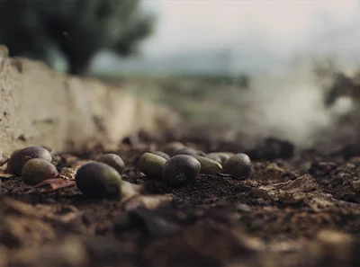 Lebanon’s olive oil sector pays the price of war