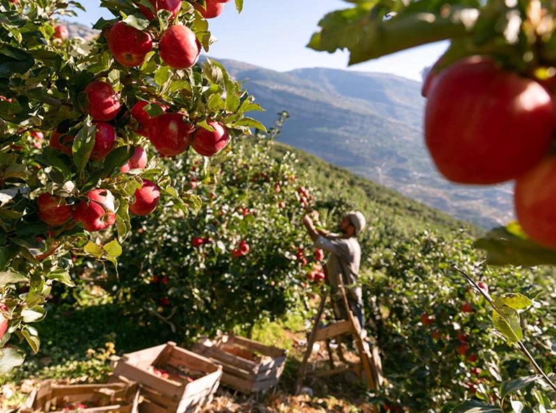 Lebanon’s apple harvest faces a season of uncertainty