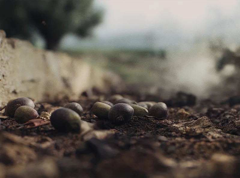 Lebanon’s olive oil sector pays the price of war