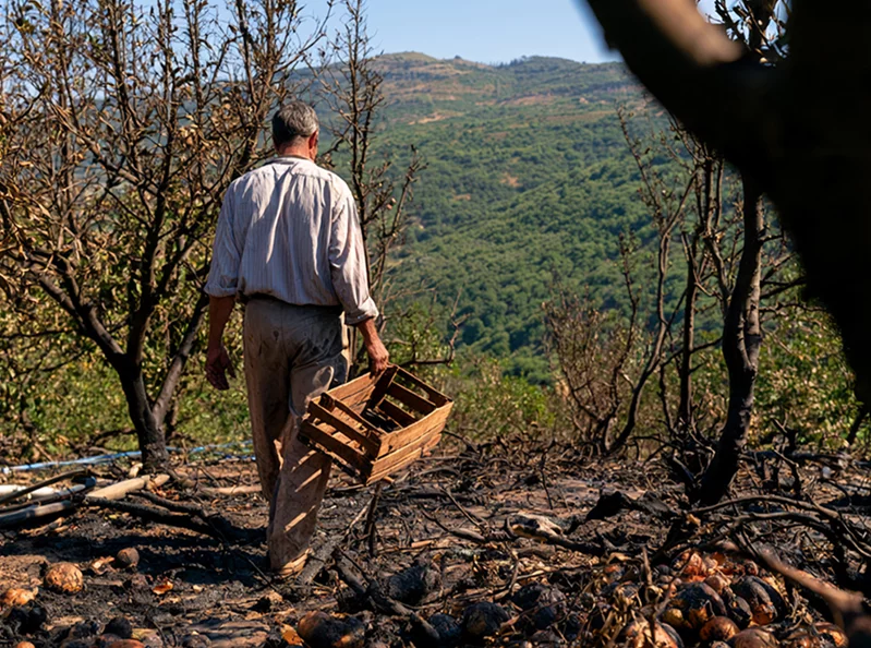 In southern Lebanon, war is burning the harvest