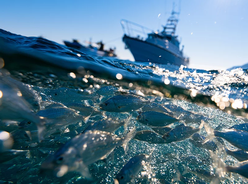 Inside Lebanon’s fight against dynamite fishing