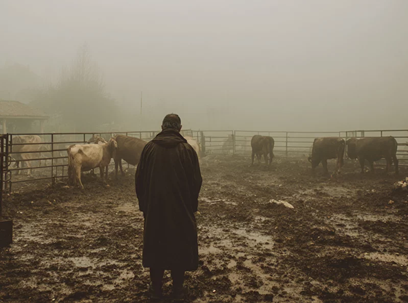 Lebanon’s silent livestock catastrophe