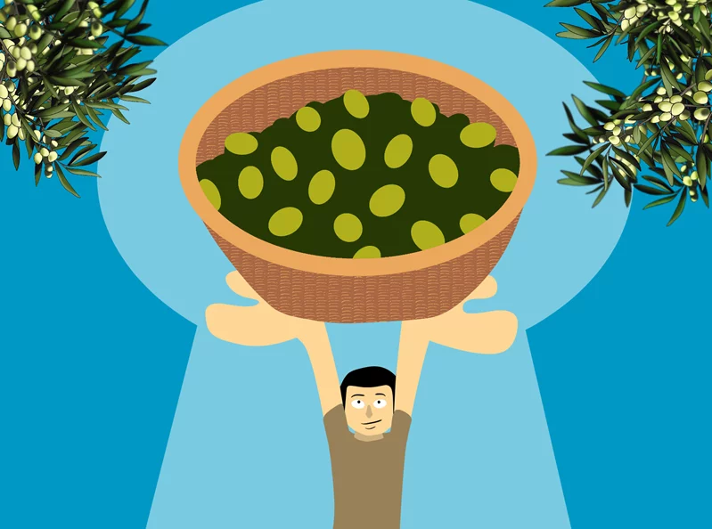 The season of the olive trees