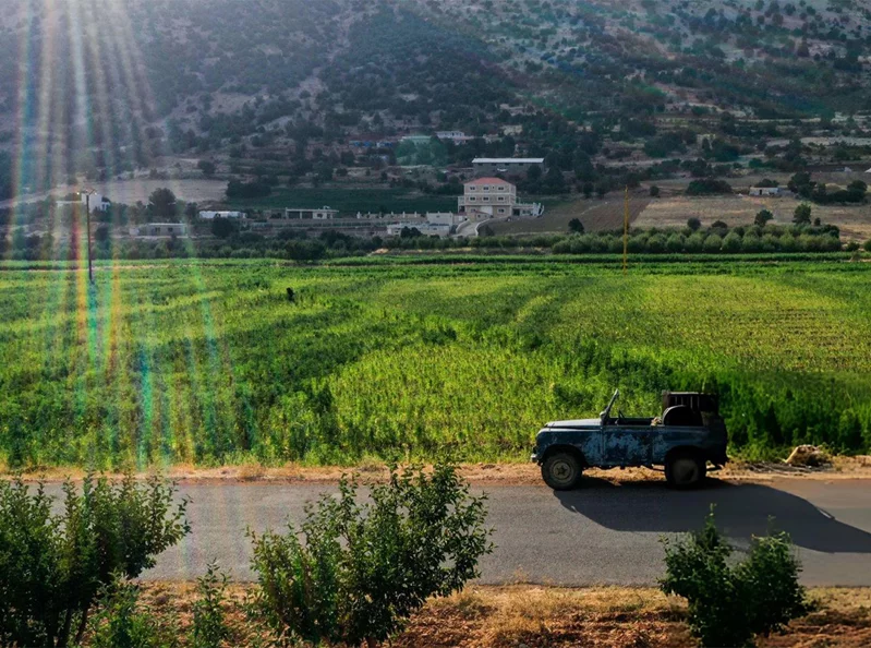 The green revolution: Lebanon’s bid to legalize what it long outlawed